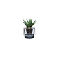 Roots Herb Pot Clear Top