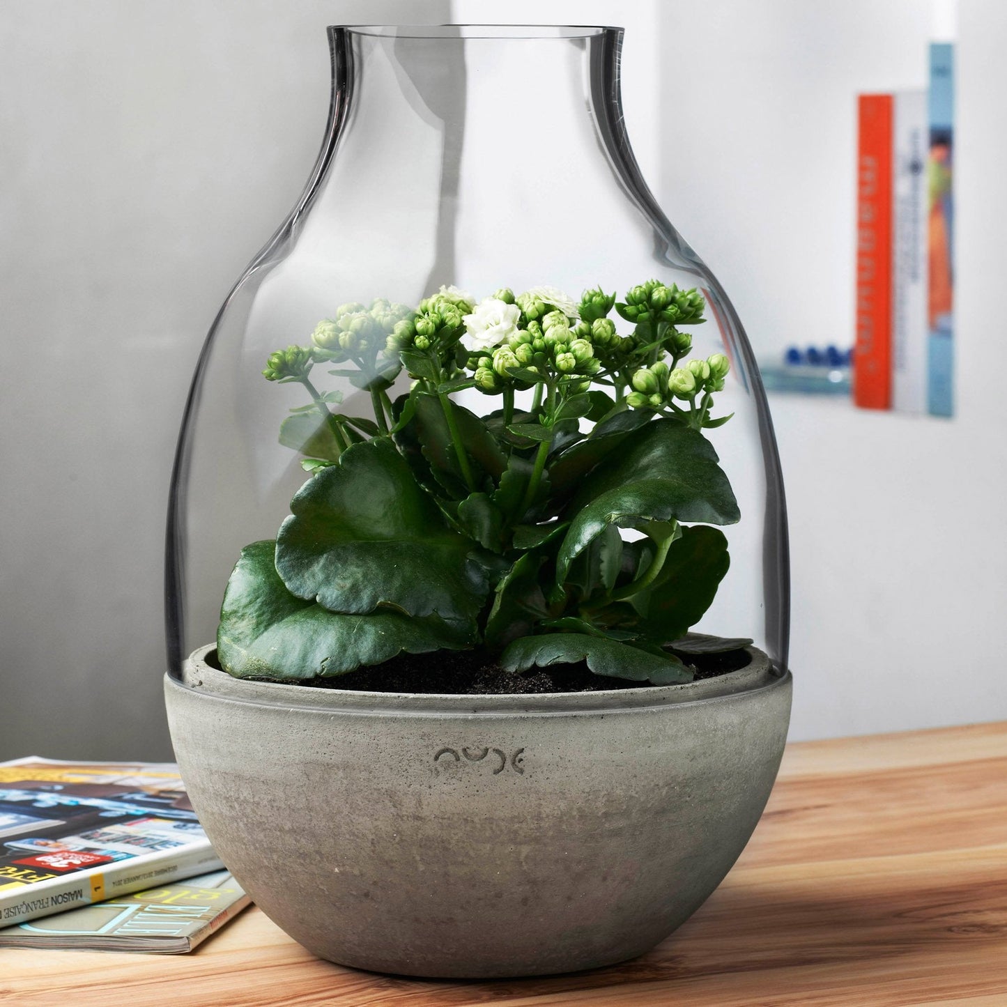 Eden Terrarium Clear with Moulded Concrete Base